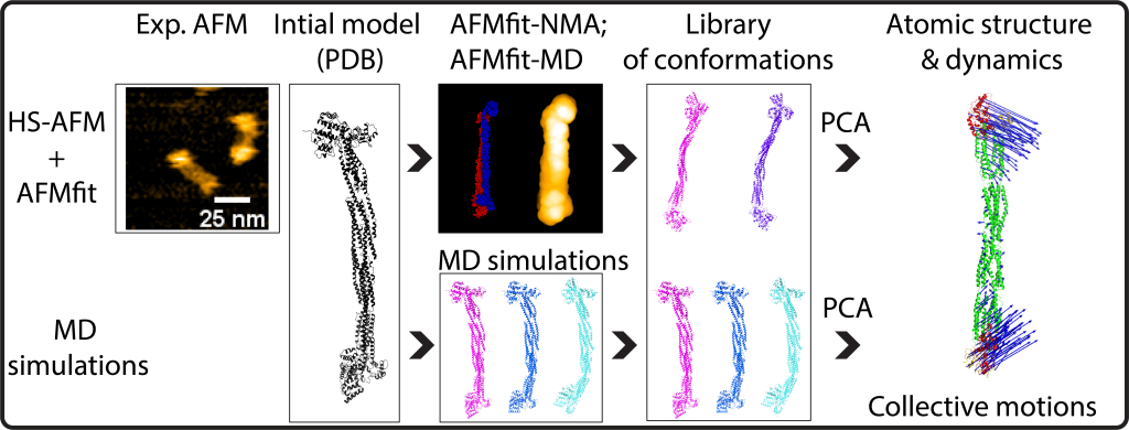 Research Highlight: Digital Twins for Inferring 3D Atomic Protein Conformations and Dynamic Structural Ensembles