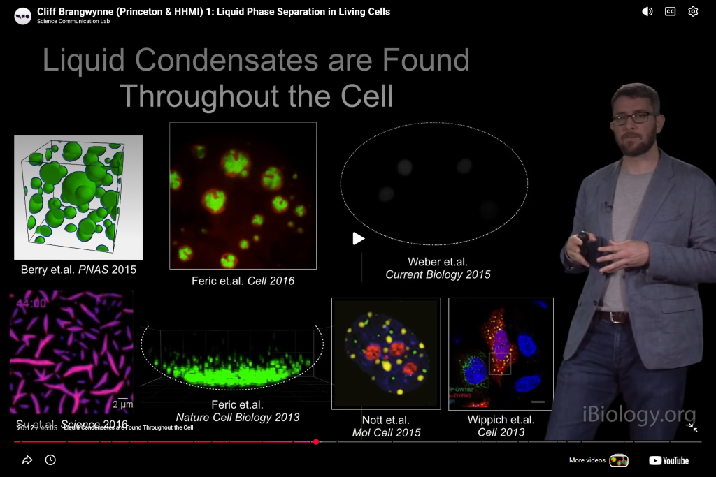 Liquid Phase Separation in Living Cells