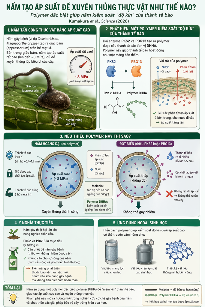 Research Highlight: How fungi build pressure to break into plants
